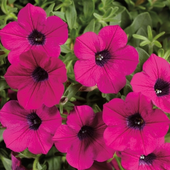 Petunia hybrid 'Dekko Purple' - Dekko Purple Petunia Petunia hybrid 'Dekko Purple' - Dekko Purple Petunia
