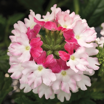 Verbena hybrida - Lanai® Twister™ Pink Verbena Verbena hybrida - Lanai® Twister™ Pink Verbena
