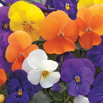 Viola cornuta - Harvest Mix Viola cornuta - Harvest Mix