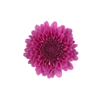 Chrysanthemum x morifolium 'Cheryl Regal Purple' - Violet Garden Mum Chrysanthemum x morifolium 'Cheryl Regal Purple' - Violet Garden Mum