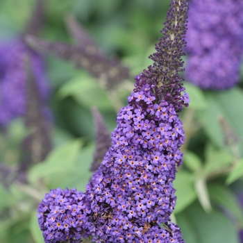 Buddleia x - Pugster Blue® Buddleia x - Pugster Blue®