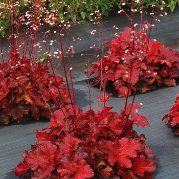 Heuchera 'Forever Red' - Forever Red Coral Bells