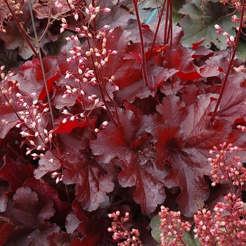 Heuchera 'Forever Red' - Foever Red Coral Bells Heuchera 'Forever Red' - Foever Red Coral Bells