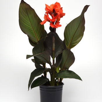 Canna x generalis - Cannova® Bronze Orange Canna x generalis - Cannova® Bronze Orange