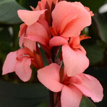 Canna x generalis - Cannova® Mango Canna x generalis - Cannova® Mango