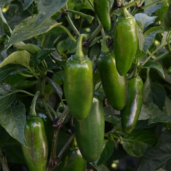 Capsicum annuum - La Bomba II Jalapeño Pepper Capsicum annuum - La Bomba II Jalapeño Pepper