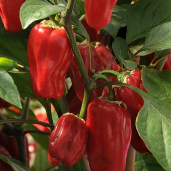 Capsicum annuum - Sweet Heat Hot Pepper, Bell Pepper Capsicum annuum - Sweet Heat Hot Pepper, Bell Pepper