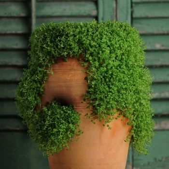 Mentha requienii - Mini Mint Corsican Mint Mentha requienii - Mini Mint Corsican Mint