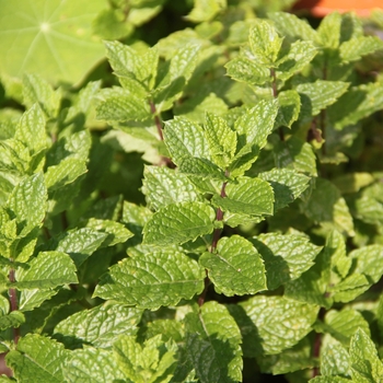 Mentha 'Mojito' - Mojito Mint Mentha 'Mojito' - Mojito Mint