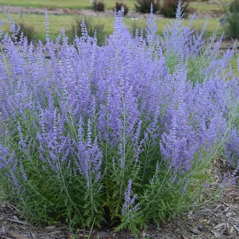 Perovskia atriplicifolia 'Blue Jean Baby' - Blue Jean Baby Russian Sage