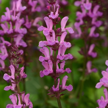 Salvia nemorosa 'Rose Marvel' - Rose Marvel Salvia