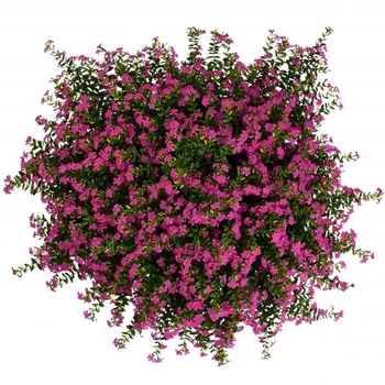 Cuphea 'FloriGlory® Diana' - Mexican Heather Cuphea 'FloriGlory® Diana' - Mexican Heather