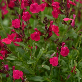 Salvia greggii - Mirage™ Neon Rose Sage Salvia greggii - Mirage™ Neon Rose Sage