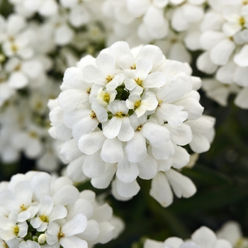 Iberis sempervirens - Snowsation Candytuft Iberis sempervirens - Snowsation Candytuft