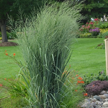 Panicum virgatum - Prairie Winds® 'Totem Pole' Panicum virgatum - Prairie Winds® 'Totem Pole'