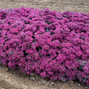 Sedum hybrid - Rock 'N Grow® 'Superstar' Sedum hybrid - Rock 'N Grow® 'Superstar'