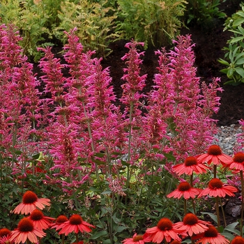 Agastache 'Morello' - Morello Hyssop Agastache 'Morello' - Morello Hyssop