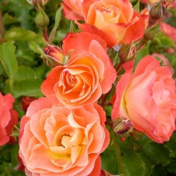 Rosa 'BAIlove' - Coral Cove Rose