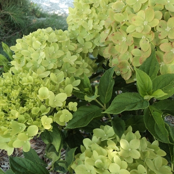 Hydrangea paniculata 'Jane' - Little Lime® Hydrangea