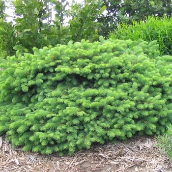 Picea pungens 'Mesa Verda' - Mesa Verde Spruce
