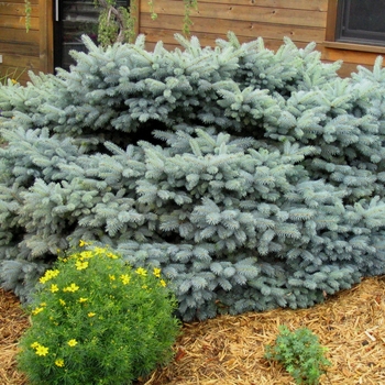 Picea pungens 'R.H. Montgomery' - Montgomery Blue Spruce