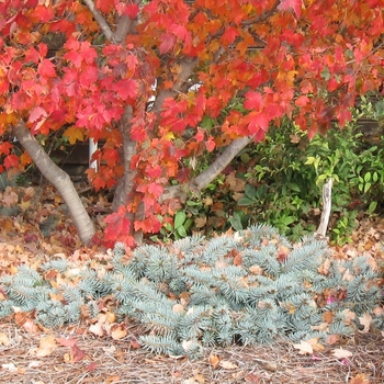 Picea pungens 'Procumbens' - Creeping Blue Spruce