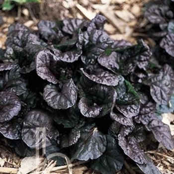 Ajuga reptans 'Black Scallop' - Black Scallop Ajuga Ajuga reptans 'Black Scallop' - Black Scallop Ajuga