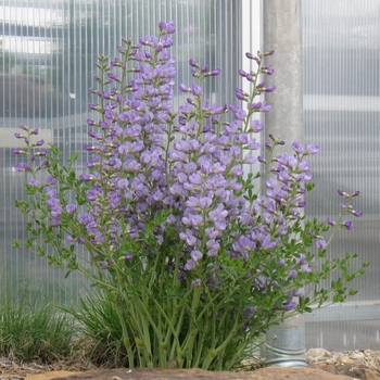 Baptisia minor - Dwarf False Indigo