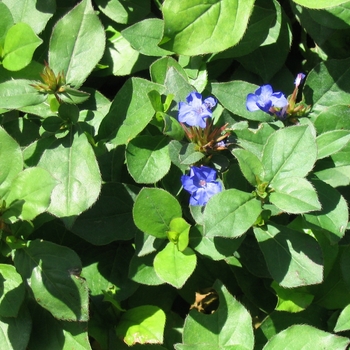 Ceratostigma plumbaginoides - Plumbago