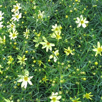 Coreopsis verticillata 'Moonbeam' - Moonbeam Coreopsis