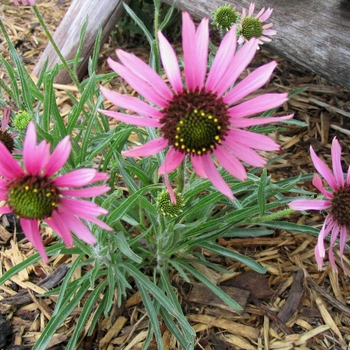 ECHINACEA tennesseensis 'Rocky Top' - Tennessee Coneflower ECHINACEA tennesseensis 'Rocky Top' - Tennessee Coneflower