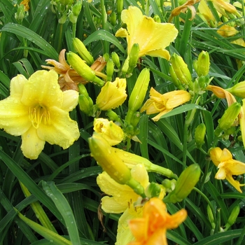 Hemerocallis 'Happy Returns' - Happy Returns Daylily Hemerocallis 'Happy Returns' - Happy Returns Daylily