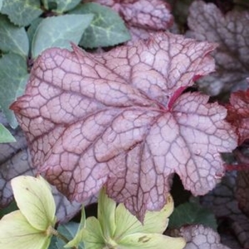 Heuchera hybrid 'Amethyst Myst' - Amethyst Myst Coral Bell Heuchera hybrid 'Amethyst Myst' - Amethyst Myst Coral Bell