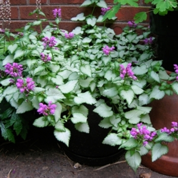 Lamium maculatum 'Purple Dragon' - Purple Dragon Lamium Lamium maculatum 'Purple Dragon' - Purple Dragon Lamium