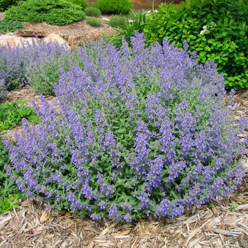 Nepeta faassanii 'Junior Walker™' - Junior Walker™ Low Catmint