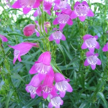 Penstemon mexicali 'Red Rocks' - Red Rocks Penstemon Penstemon mexicali 'Red Rocks' - Red Rocks Penstemon