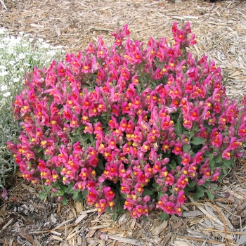 Scutellaria alpina 'Arcobaleno' - Rainbow Skull Cap Scutellaria alpina 'Arcobaleno' - Rainbow Skull Cap