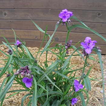 Tradescantia 'Concord Grape' - Spiderwort Tradescantia 'Concord Grape' - Spiderwort