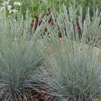 Festuca ovina 'Beyond Blue®' Festuca ovina 'Beyond Blue®'