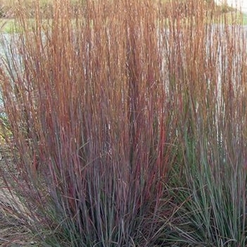 Schizachyrium scoparium 'MinnBlues' - Blue Heaven® Little Bluestem Schizachyrium scoparium 'MinnBlues' - Blue Heaven® Little Bluestem