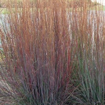 Schizachyrium scoparium 'MinnBlues' - Blue Heaven® Little Bluestem