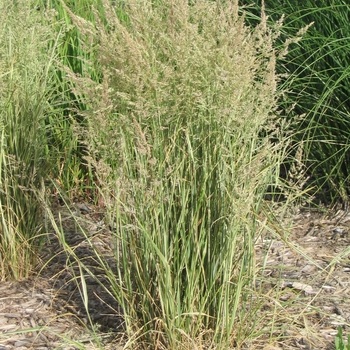 Calamagrostis acutiflora 'Avalanche' - Avalanche Reed Grass Calamagrostis acutiflora 'Avalanche' - Avalanche Reed Grass