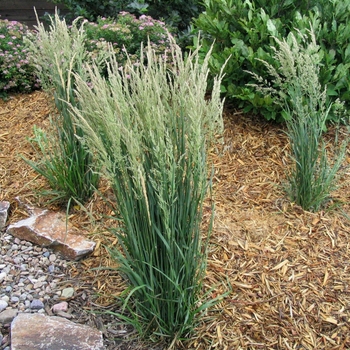 Calamagrostis acutiflora 'Karl Foerster' - Karl Forester Reed Grass Calamagrostis acutiflora 'Karl Foerster' - Karl Forester Reed Grass