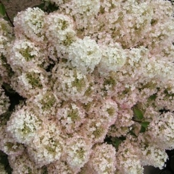 Hydrangea paniculata 'ILVOBO' - BoBo® Hydrangea