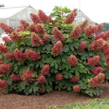 Hydrangea quercifolia 'Ruby Slippers' - Ruby Slippers Oakleaf Hydrangea