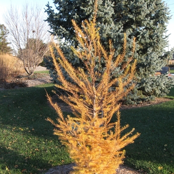 Larix laricina - American Larch