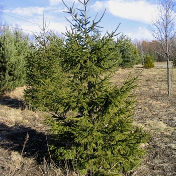 Picea abies - Norway Spruce