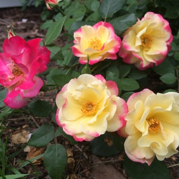 Rosa 'CA29-2013' - Campfire Rose