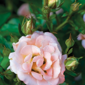Rosa 'Meiggili' - Peach Drift® Rose