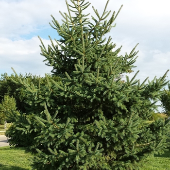 Picea glauca - White Spruce